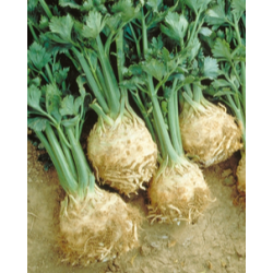 Seler Prinz f1 10 000 nasion ST